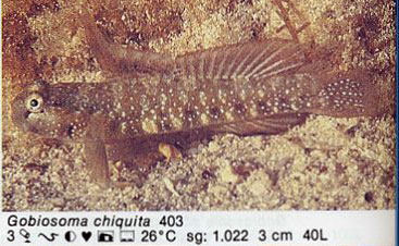 Gobiosoma chiquita